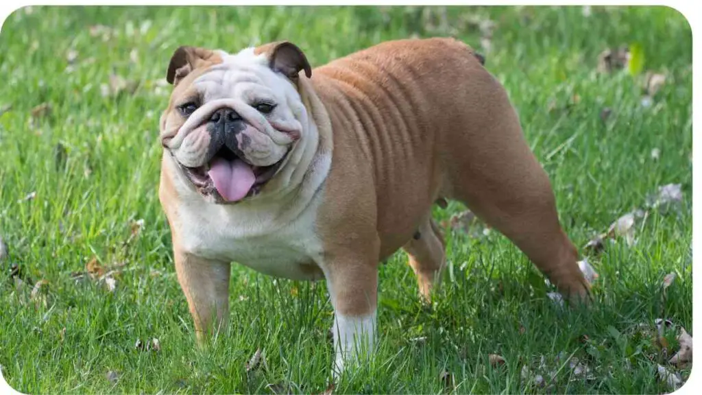 an english bulldog is standing in the grass