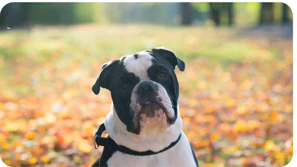 a dog sitting in the middle of a field