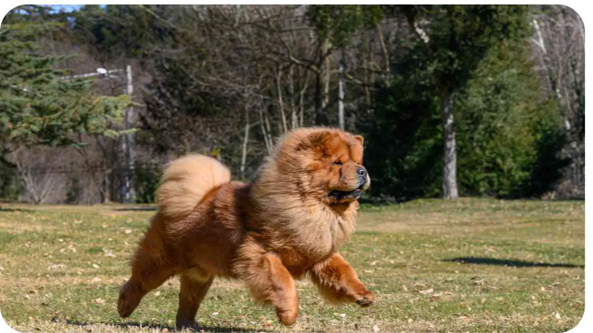 Chow Chows and Poodles: A Good Mix?