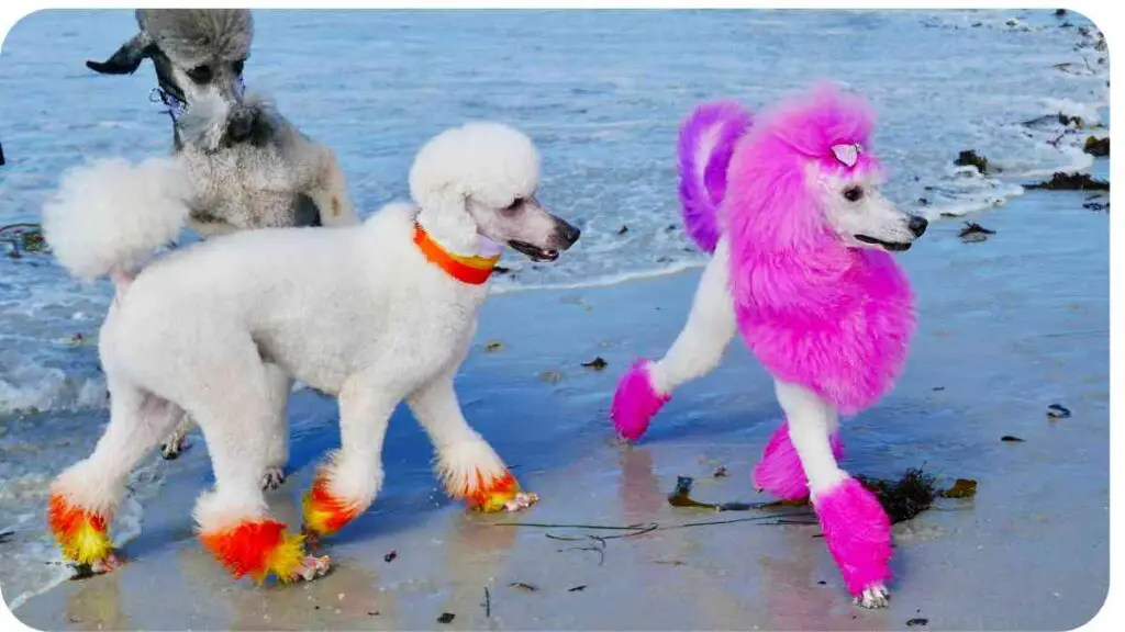 three poodles are walking on the beach