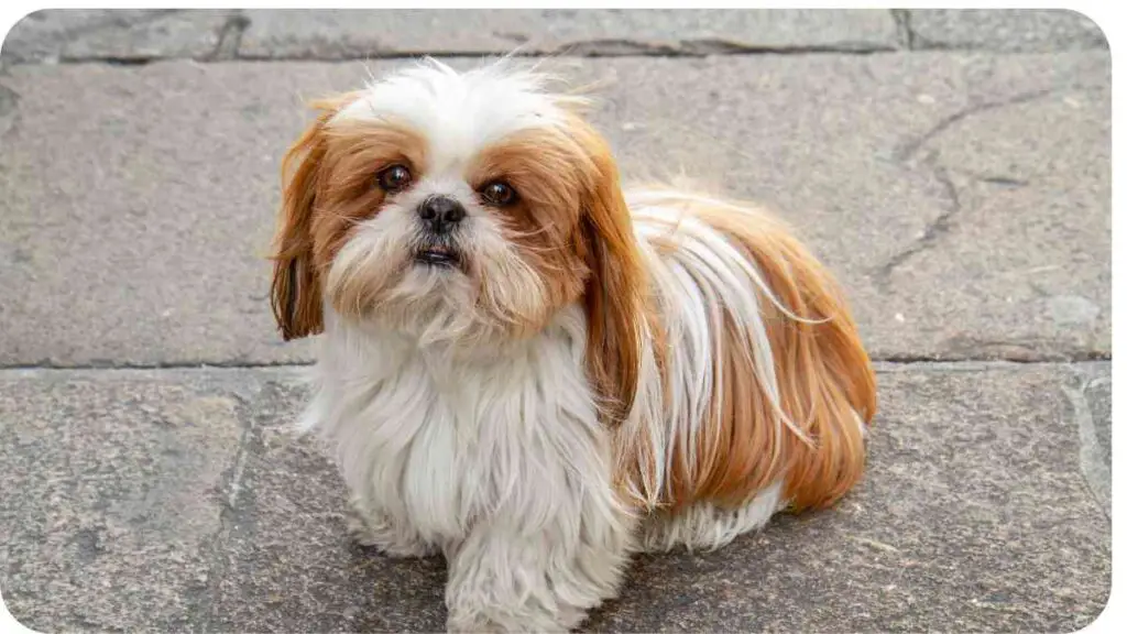 a small brown and white dog sitting on a sidewalk