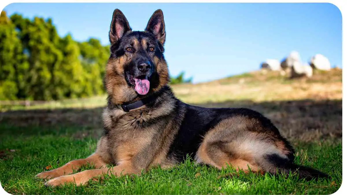 German Shepherds: Fun Family Dogs