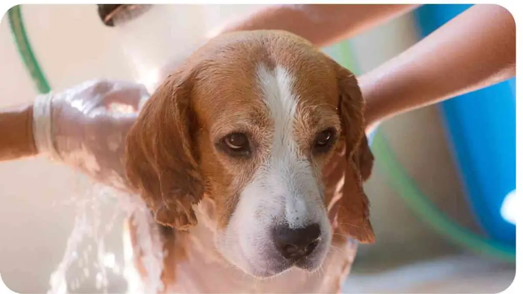 a beagle dog being washed with a hose