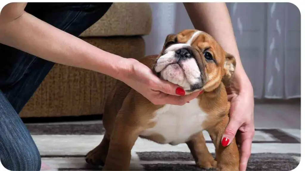 a person petting a small brown and white dog