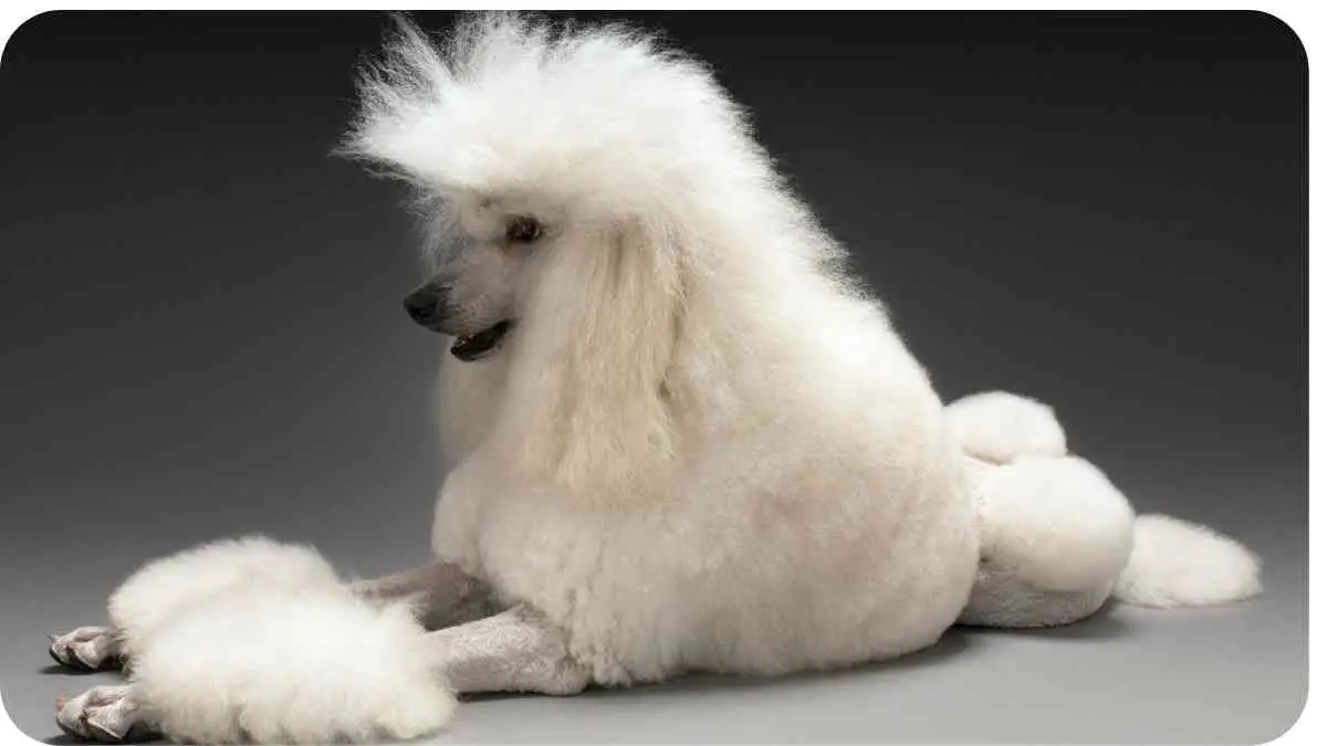 Pampering Your Pink Poodle's Coat: A Comprehensive Guide
