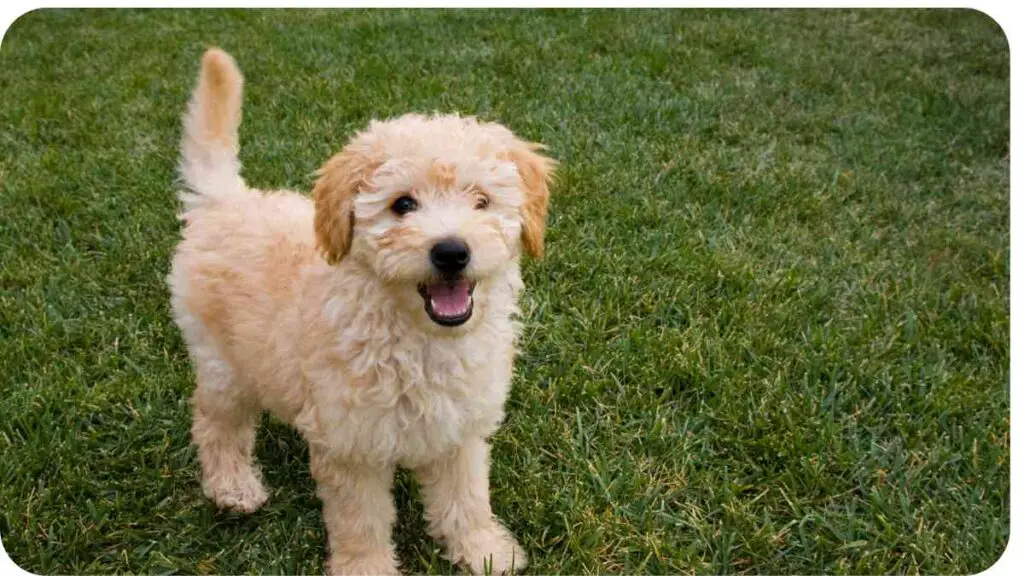 a golden retriever puppy standing in the grass