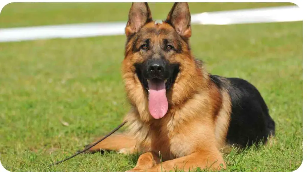 a dog laying on the grass