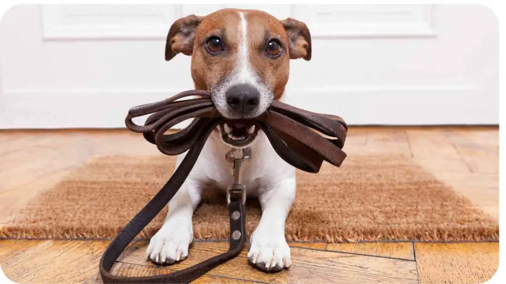 a brown and white dog with a leash in its mouth