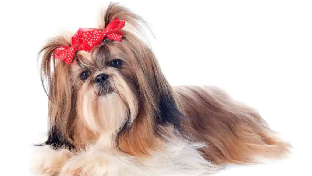 a shih tzu dog with a red bow on its head