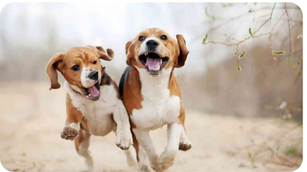 two beagles running in the sand