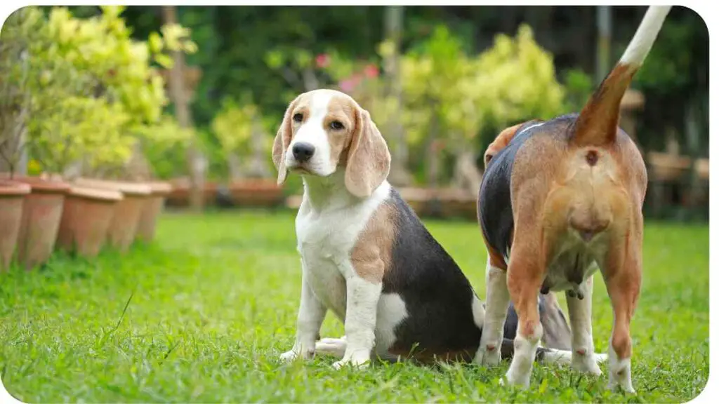 two beagles are sitting on the grass