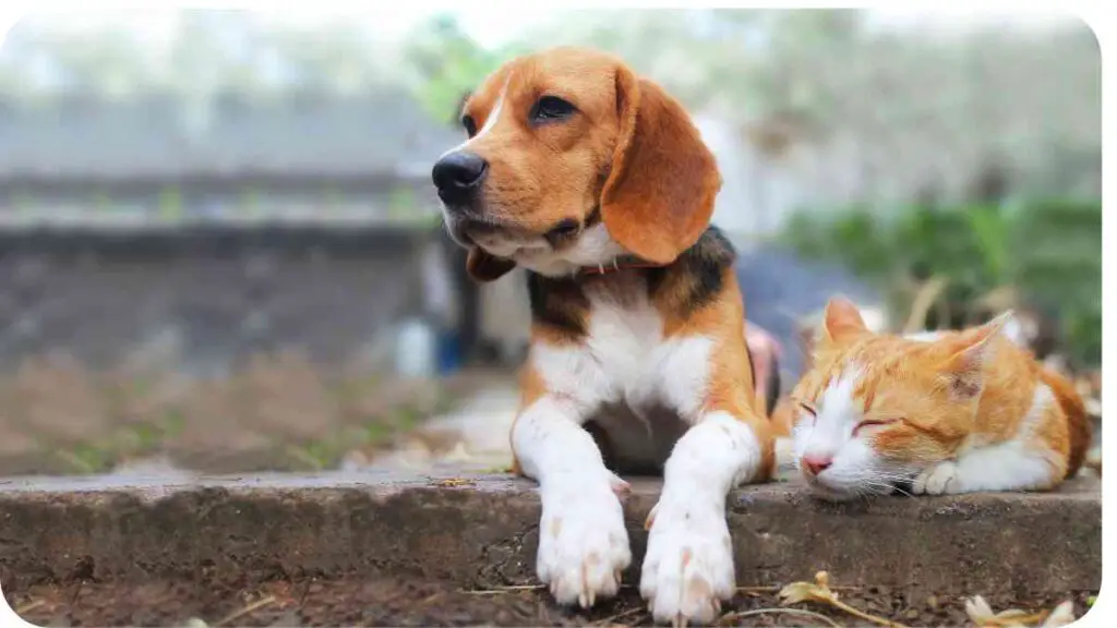 a brown and white dog and a white and orange cat