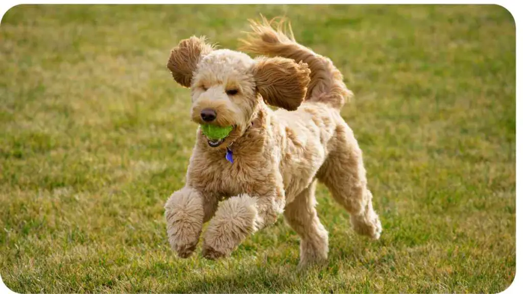 a dog running with a tennis ball in its mouth