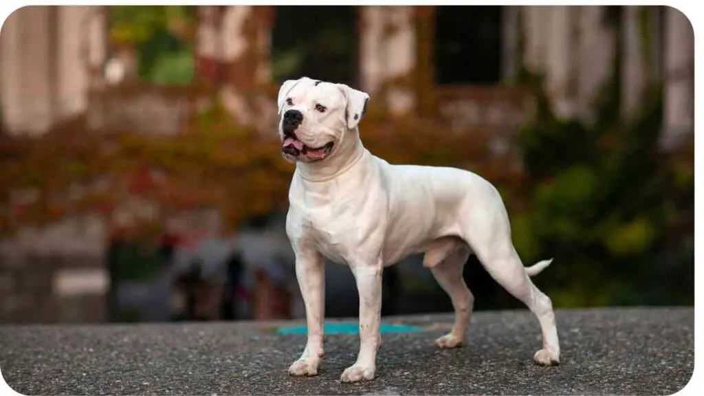 a dog standing in front of a building