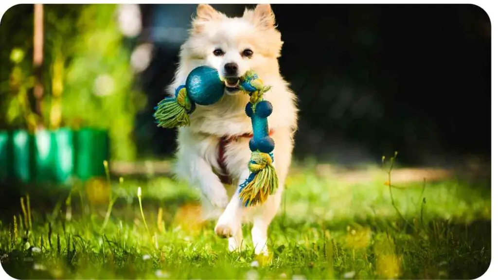 a small dog running through the grass with a toy in its mouth