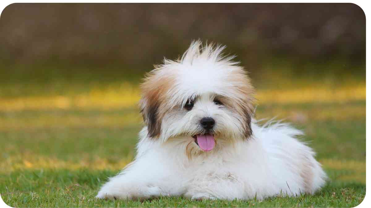 Why Shih Tzus Make Perfect Pets: Unveiling the Charm of this Adorable Breed