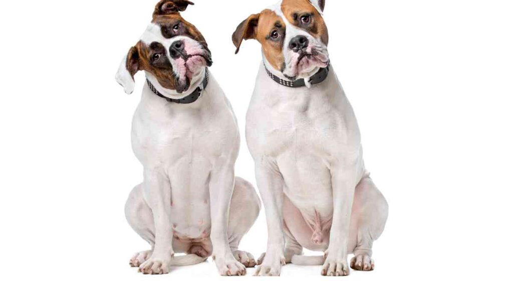 two brown and white dogs sitting on a white background