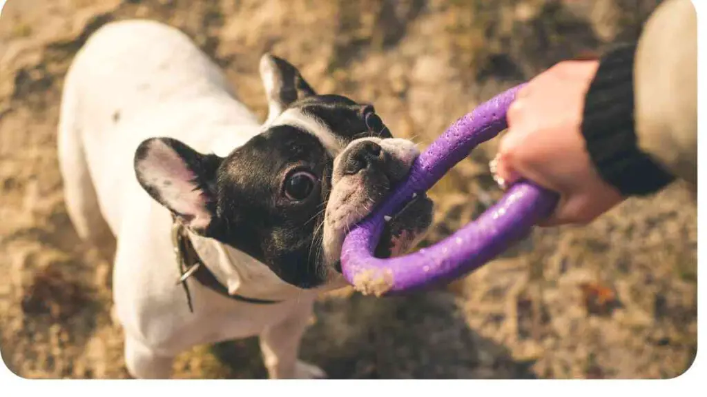 a person holding a purple toy in front of a black and white dog