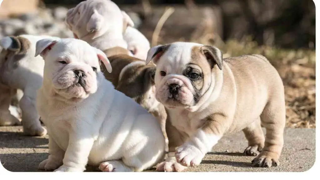 english bulldog puppies for sale