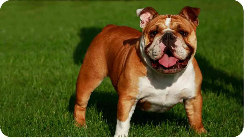 a brown and white bulldog standing in the grass
