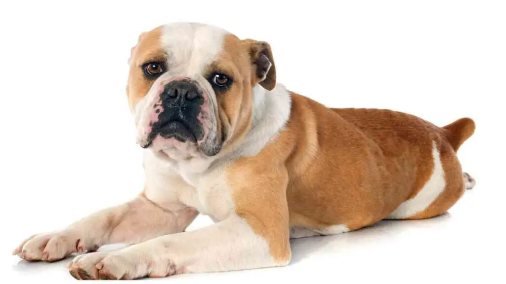a bulldog laying down on a white background