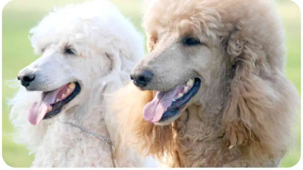 two poodles standing next to each other