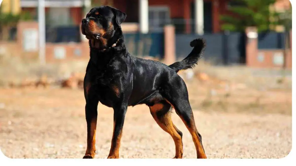 a black and tan dog standing on a dirt road