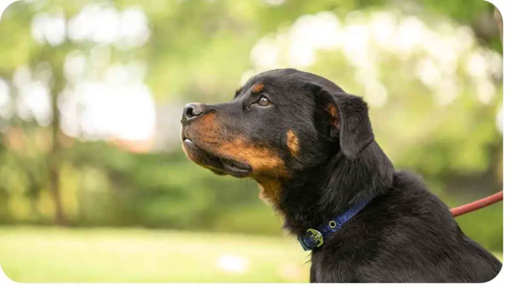 a rottweiler dog sitting on a grassy field with trees in the background