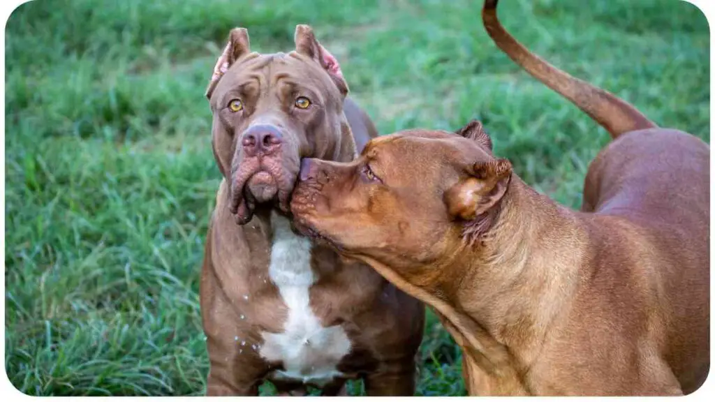 two large brown dogs standing in the grass