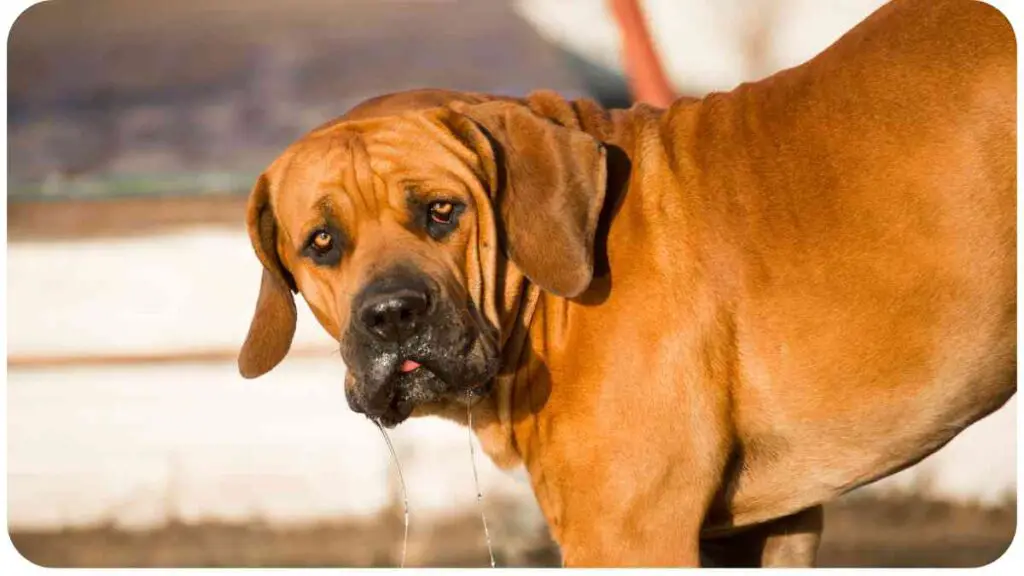 a large brown dog drinking water from a hose