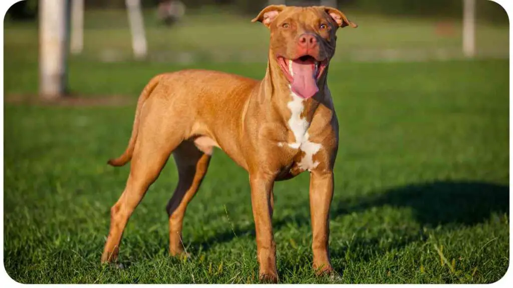 a brown dog standing in the grass with its tongue hanging out