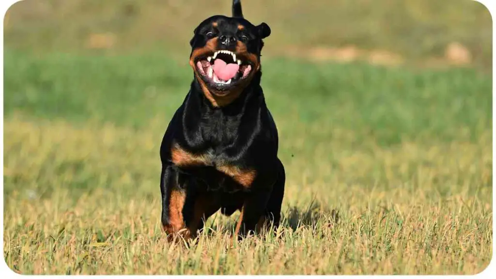 a black and tan dog running in the grass