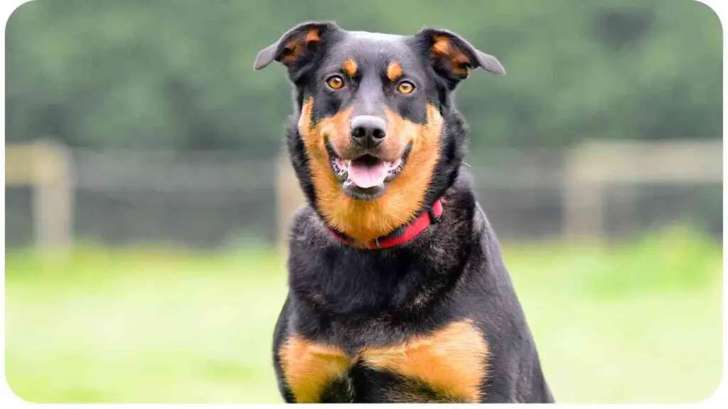 a black and tan dog sitting in the grass