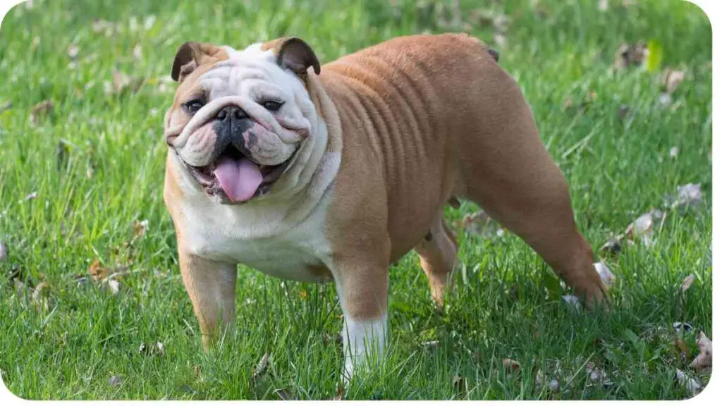 an english bulldog is standing in the grass