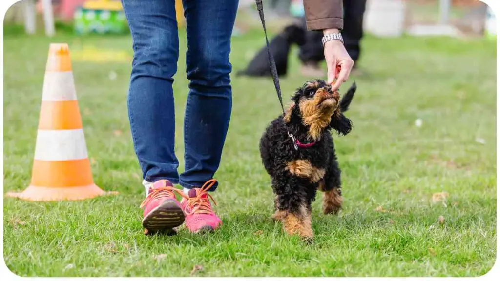 a person is holding a leash to a dog in the grass