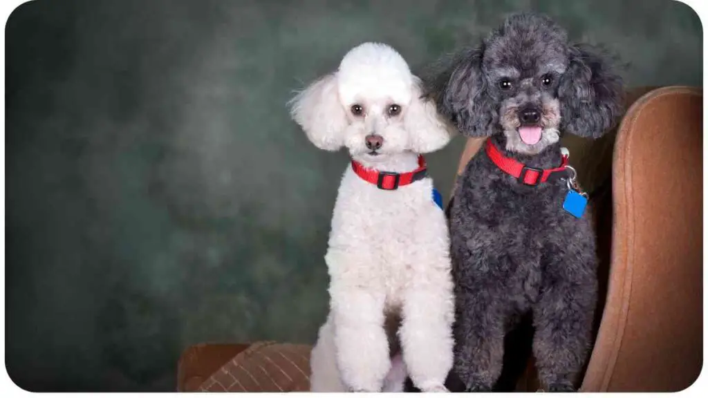 two poodles sitting on a chair