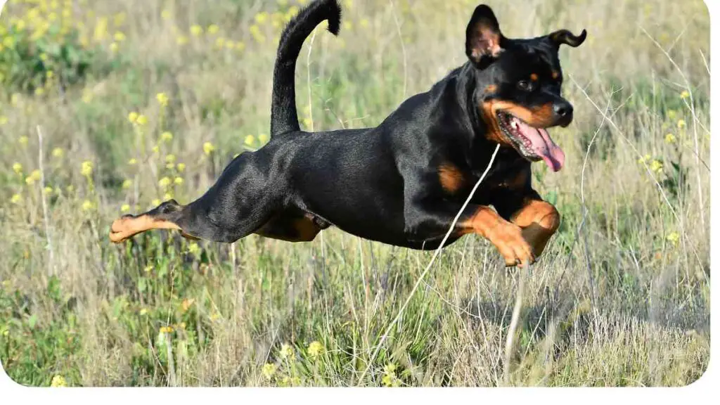 a black and tan dog running through a field