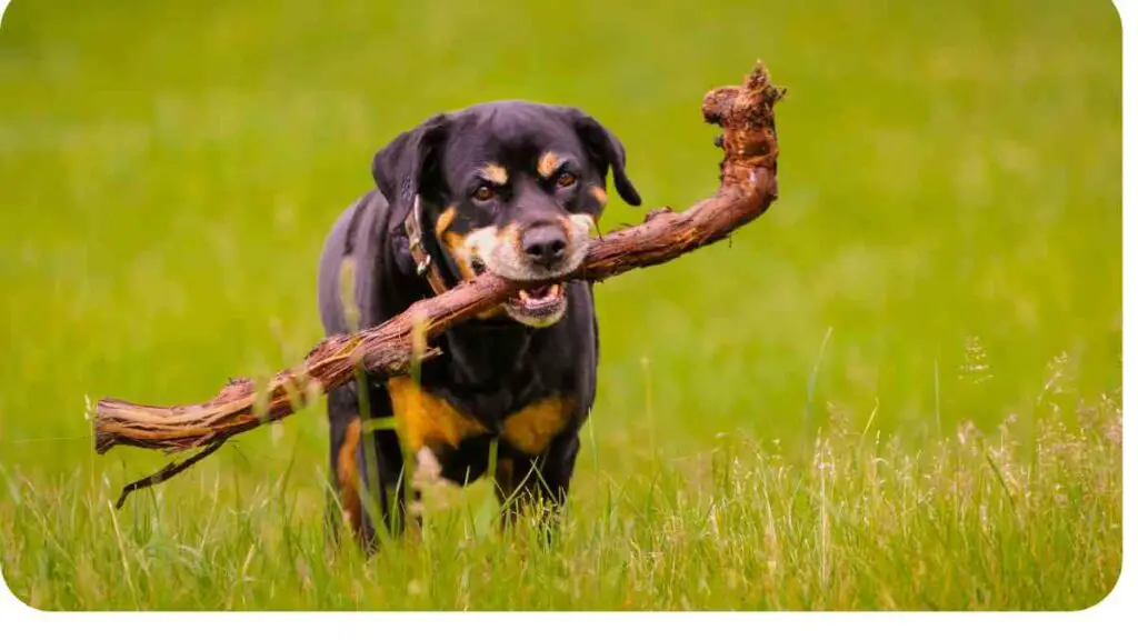 a dog carrying a stick in the grass