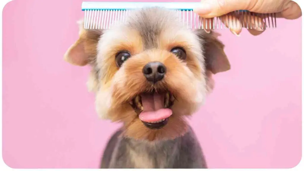 a dog is being groomed with a comb