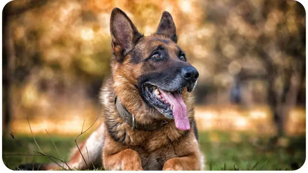 a german shepherd dog is laying on the grass