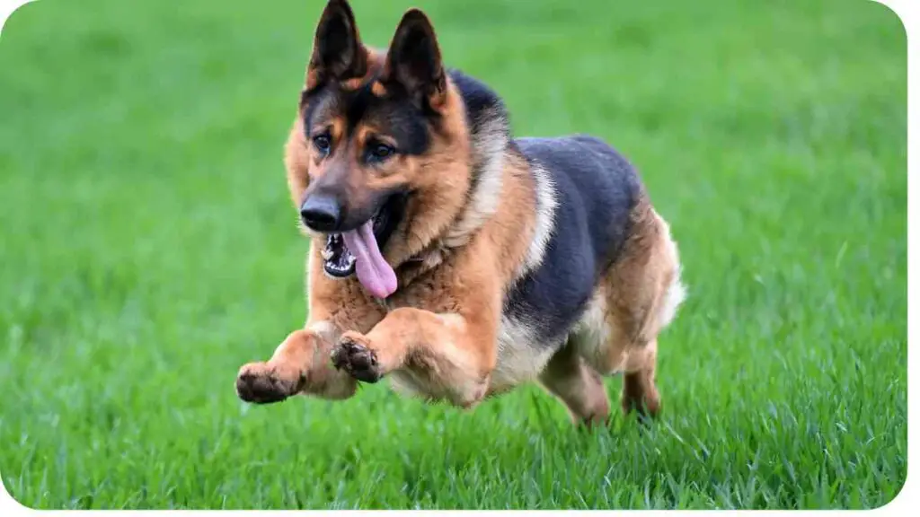 a german shepherd dog running in the grass