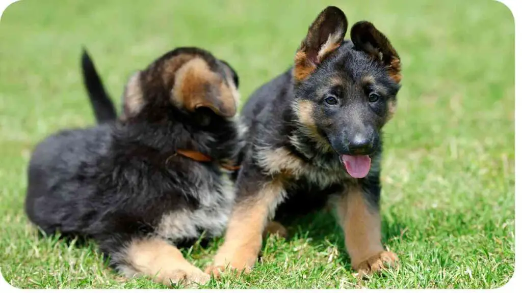 two puppies playing in the grass