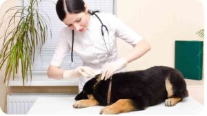a person in a white coat is examining a dog