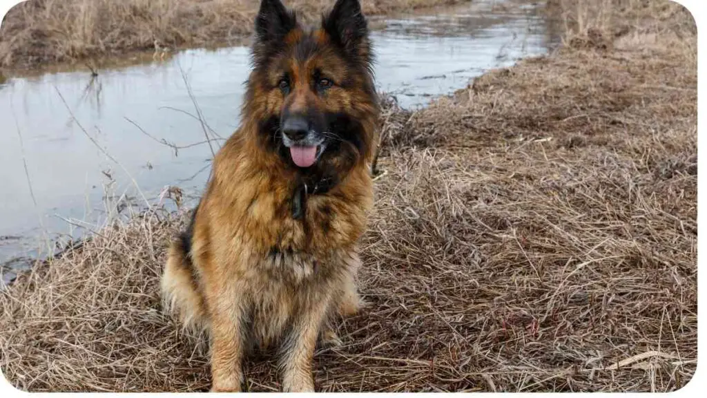 a german shepherd dog sitting on the ground near a body of water