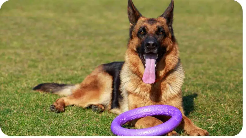 How Fast Does Dog Hair Grow German Shepherd? UnifiedDogs