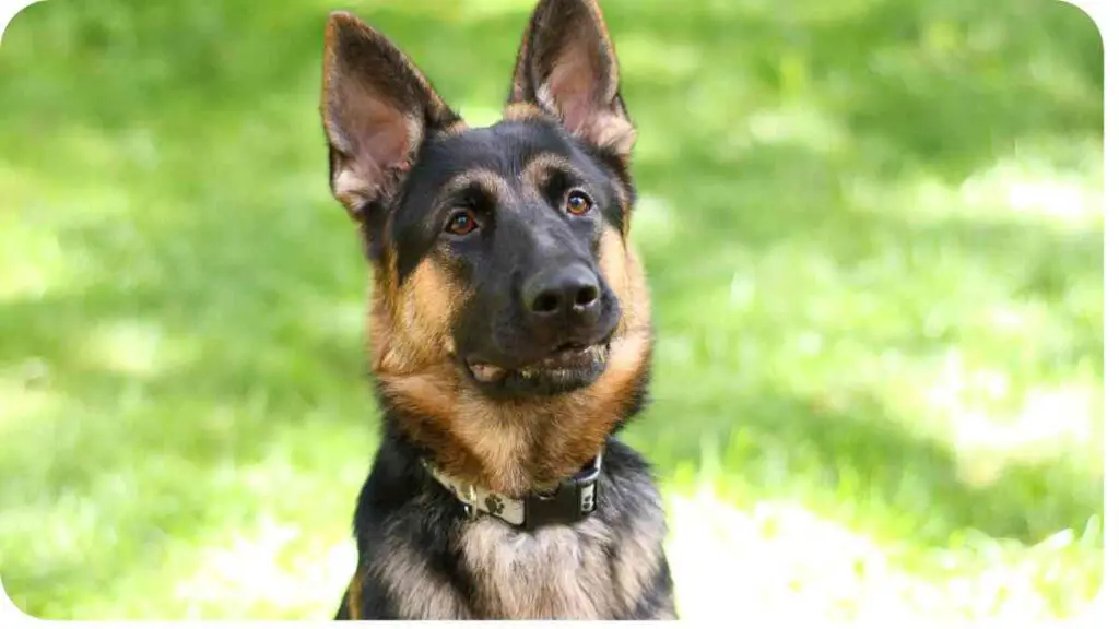 a german shepherd dog sitting in the grass