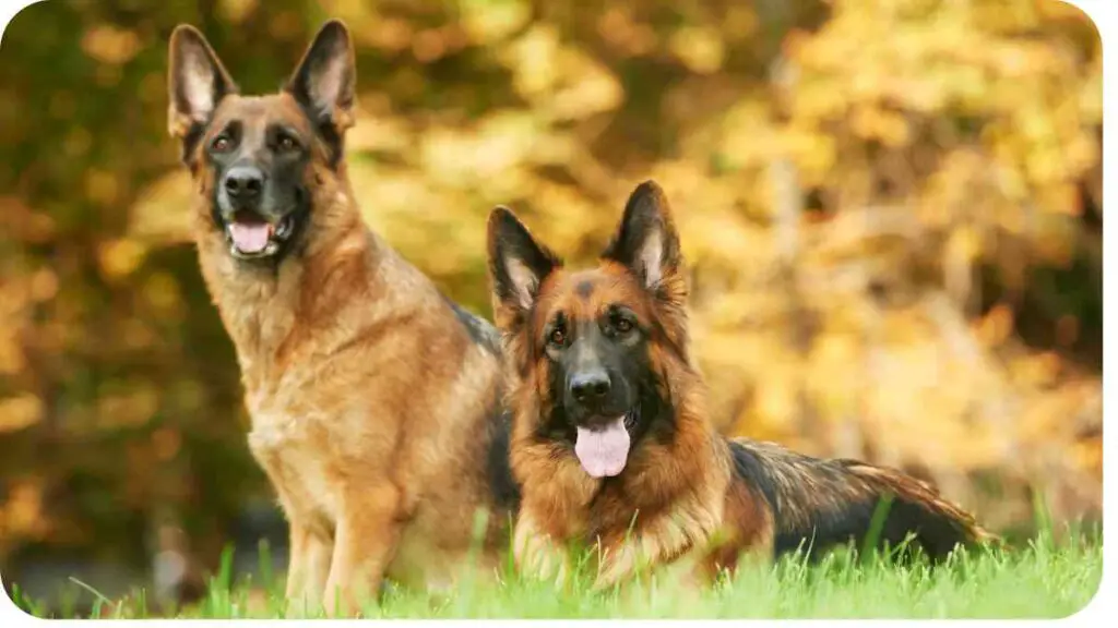two german shepherds sitting in the grass