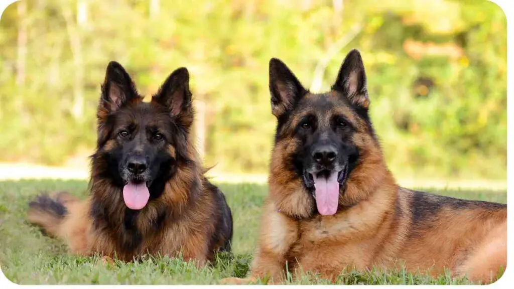 two german shepherds laying in the grass