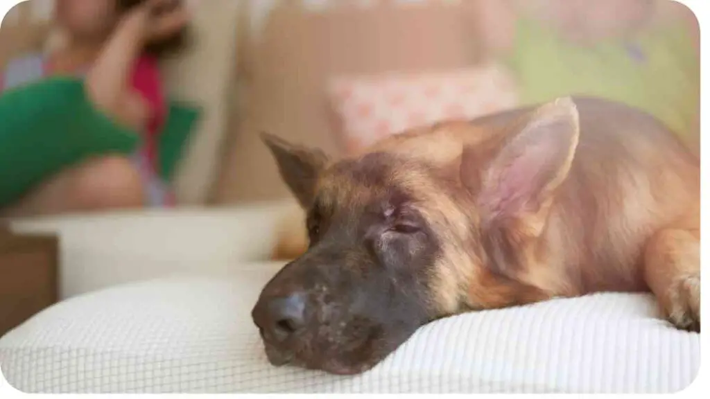 a dog laying on top of a couch