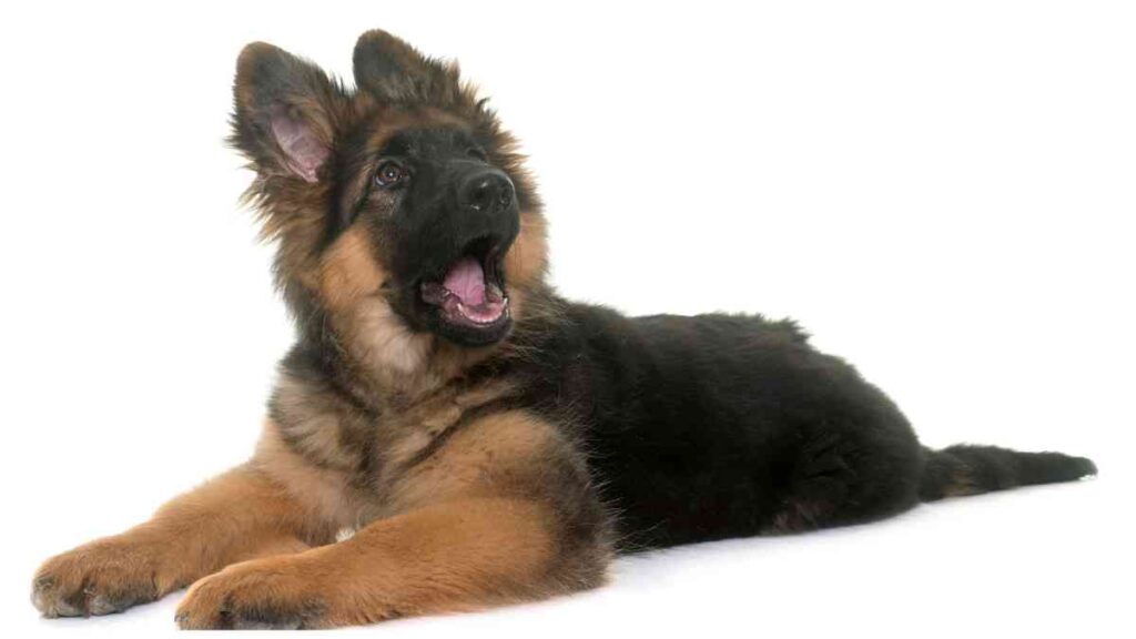 a german shepherd dog laying down with its mouth open